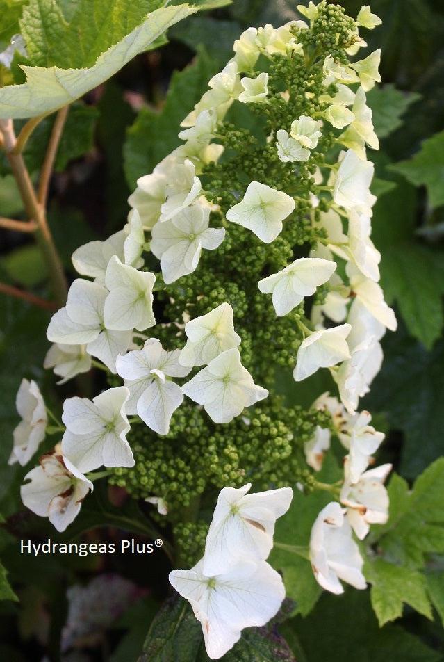 Hydrangea Quercifolia 'queen Of Hearts' - View 17 from www redcrocus com
