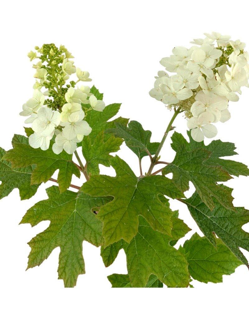 Hydrangea Quercifolia 'queen Of Hearts' - View 18 from www redcrocus com