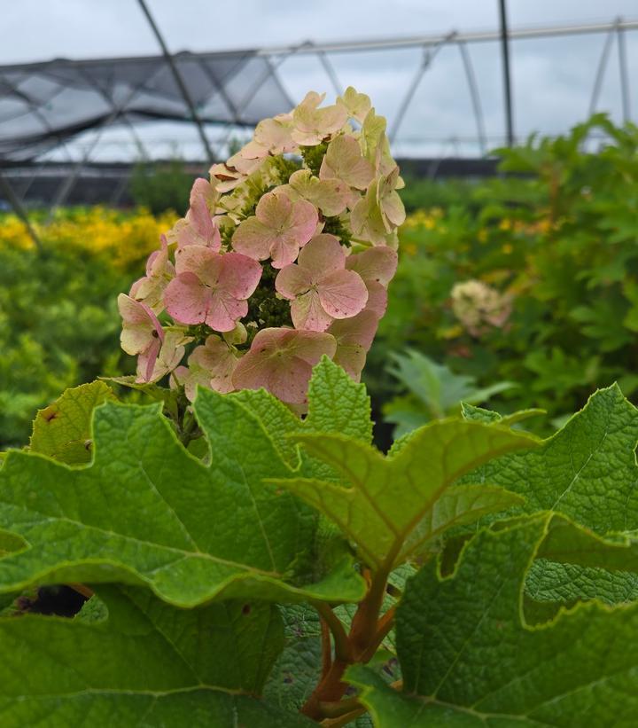 Hydrangea Quercifolia 'queen Of Hearts' - View 19 from www redcrocus com