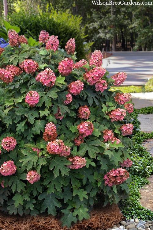 Hydrangea Quercifolia 'queen Of Hearts' - View 1 from www redcrocus com