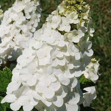 Hydrangea Quercifolia 'queen Of Hearts' - View 21 from www redcrocus com