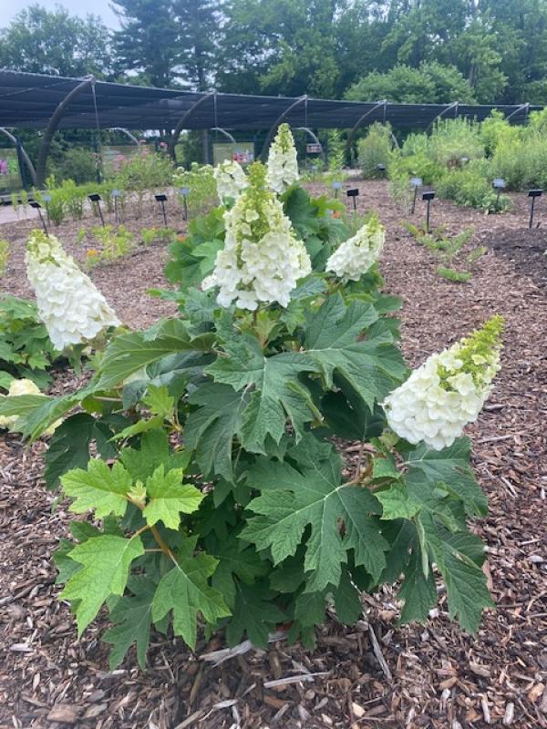 Hydrangea Quercifolia 'queen Of Hearts' - View 24 from www redcrocus com