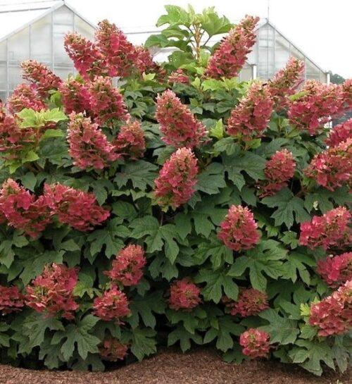 Hydrangea Quercifolia 'queen Of Hearts' - View 25 from www redcrocus com