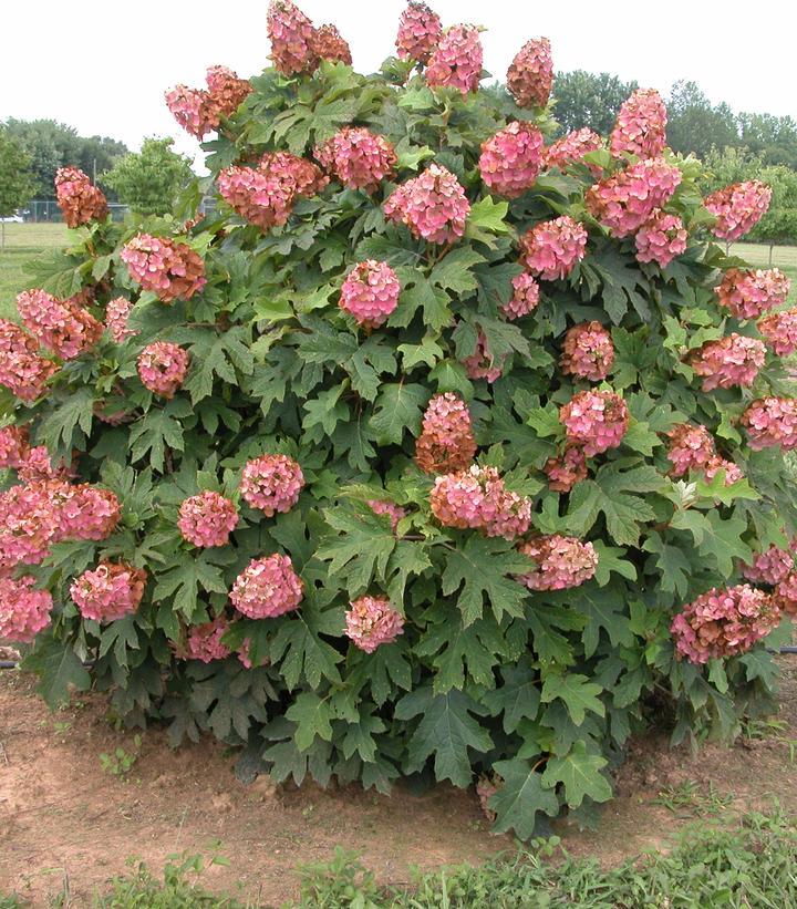 Hydrangea Quercifolia 'queen Of Hearts' - View 2 from www redcrocus com
