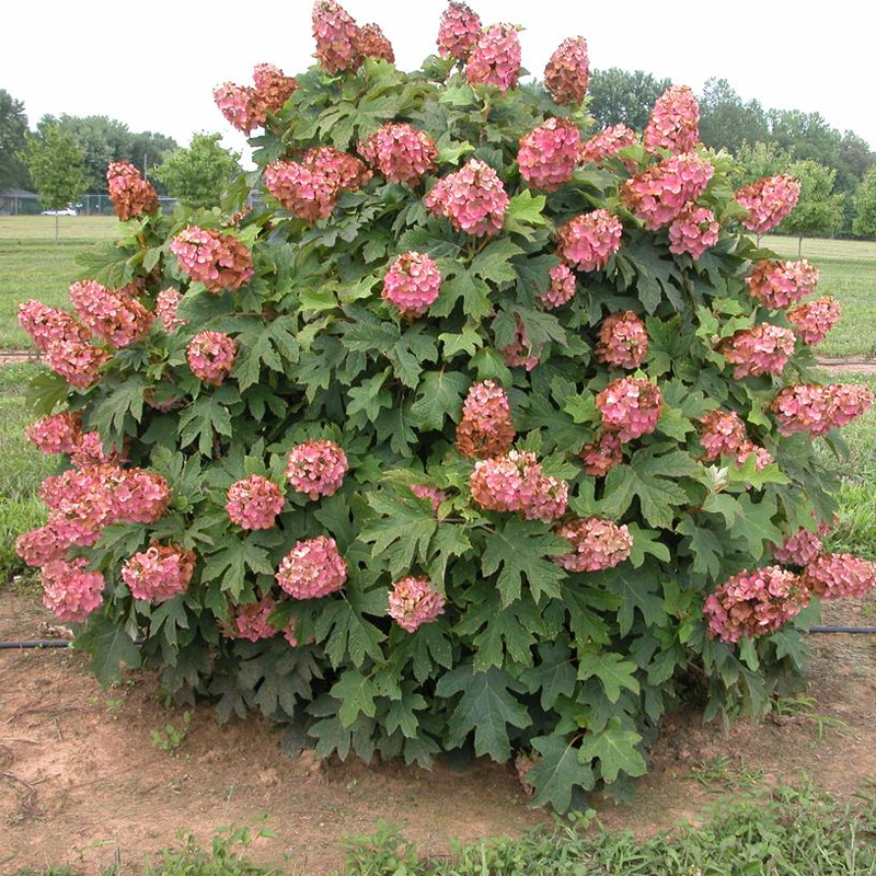 Hydrangea Quercifolia 'queen Of Hearts' - View 33 from www redcrocus com