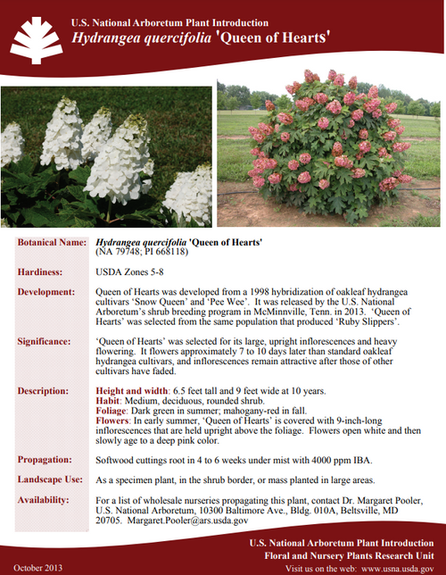 Hydrangea Quercifolia 'queen Of Hearts' - View 34 from www redcrocus com