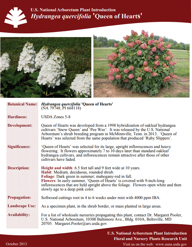 Hydrangea Quercifolia 'queen Of Hearts' - View 35 from www redcrocus com