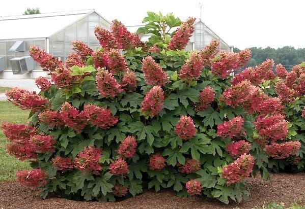 Hydrangea Quercifolia 'queen Of Hearts' - View 4 from www redcrocus com