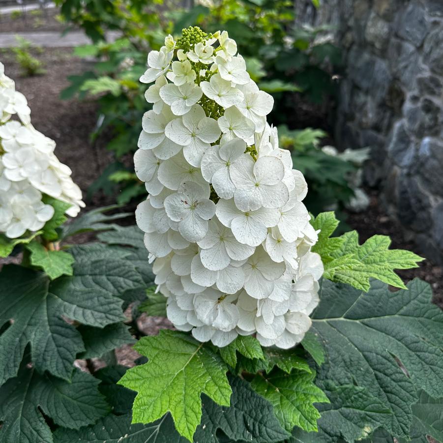 Hydrangea Quercifolia 'queen Of Hearts' - View 5 from www redcrocus com