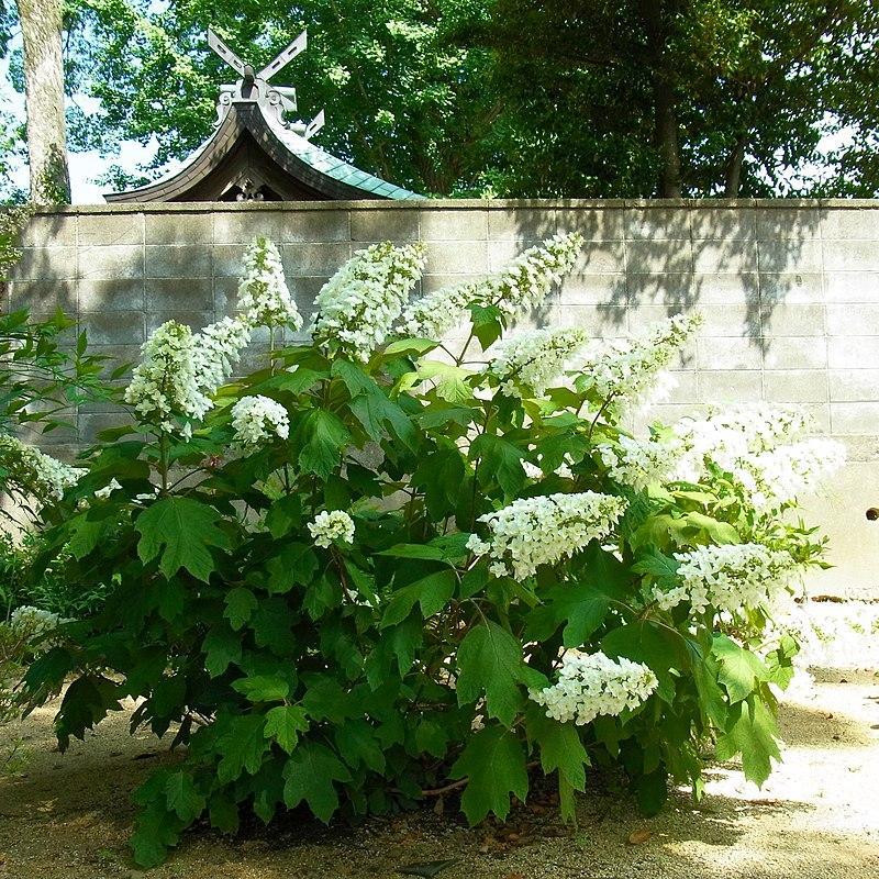 Hydrangea Quercifolia 'queen Of Hearts' - View 6 from www redcrocus com