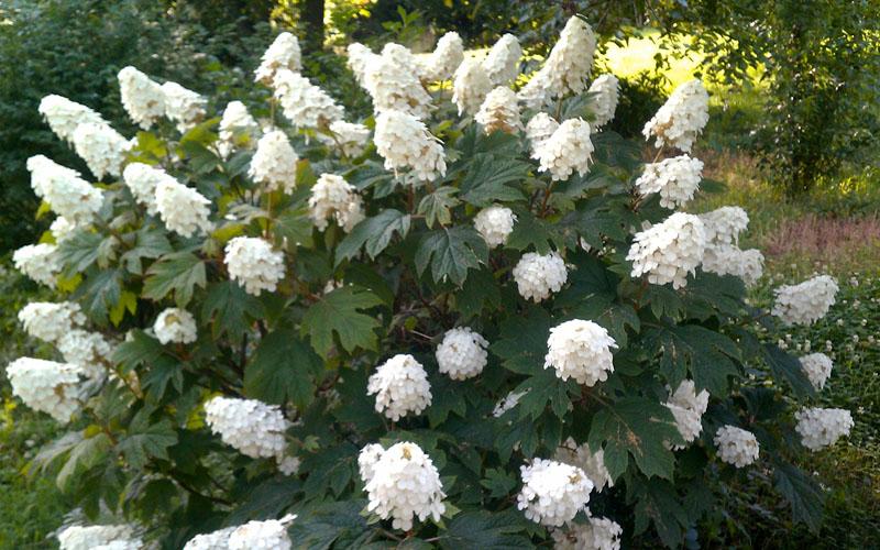 Hydrangea Quercifolia 'queen Of Hearts' - View 7 from www redcrocus com