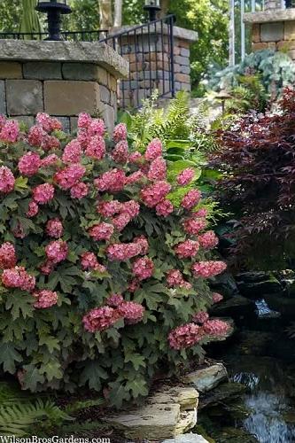 Hydrangea Quercifolia 'queen Of Hearts' - View 8 from www redcrocus com