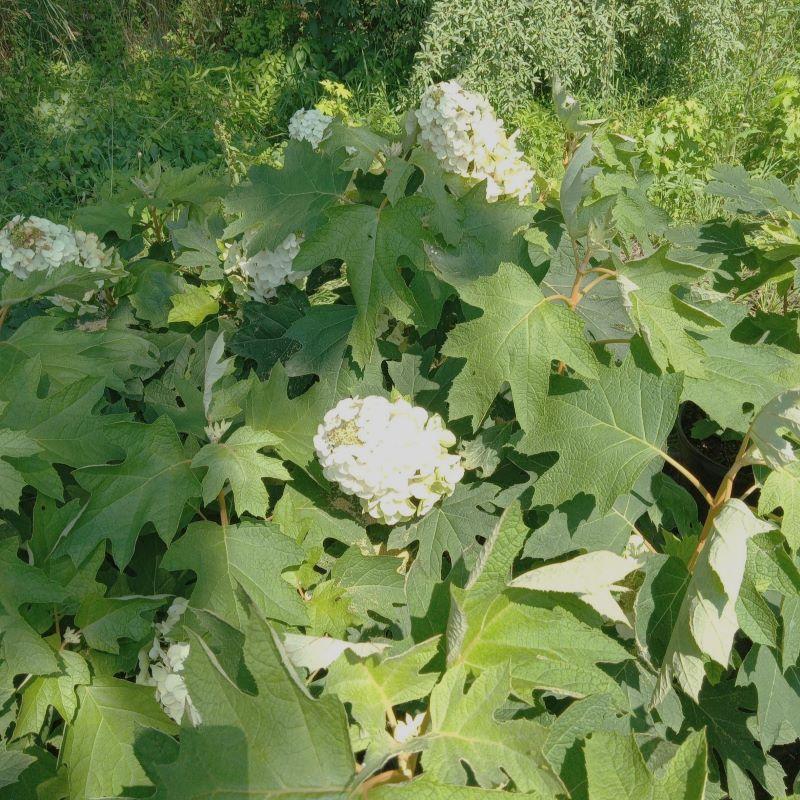 Hydrangea Quercifolia 'queen Of Hearts' - View 9 from www redcrocus com