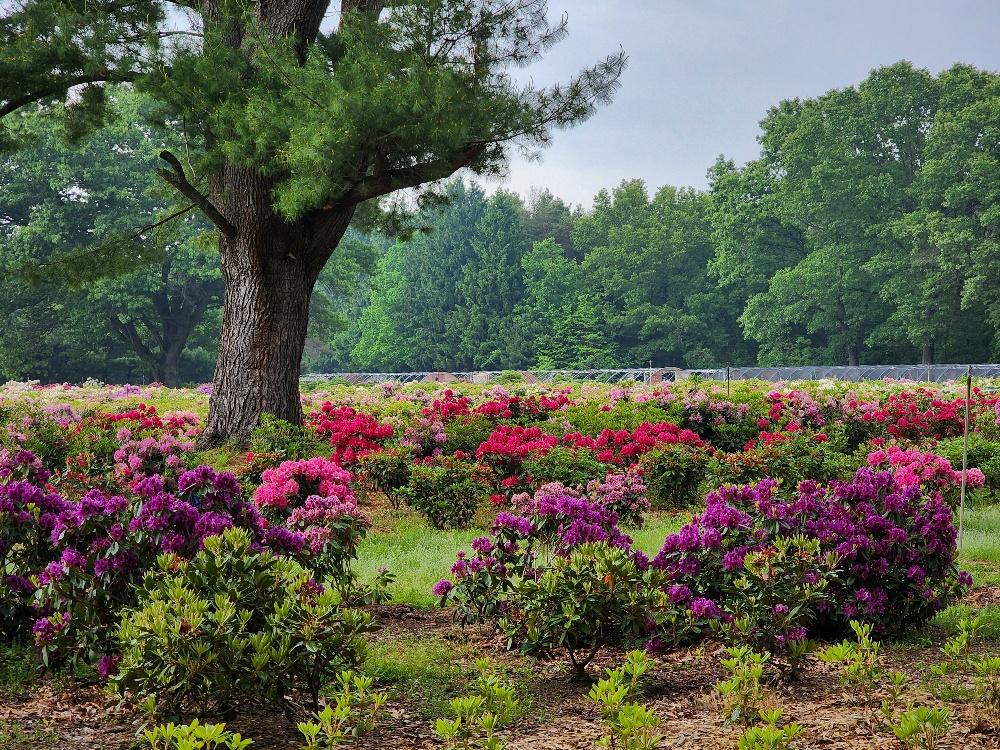 Rhododendron 'ashley Force' - View 11 from www redcrocus com
