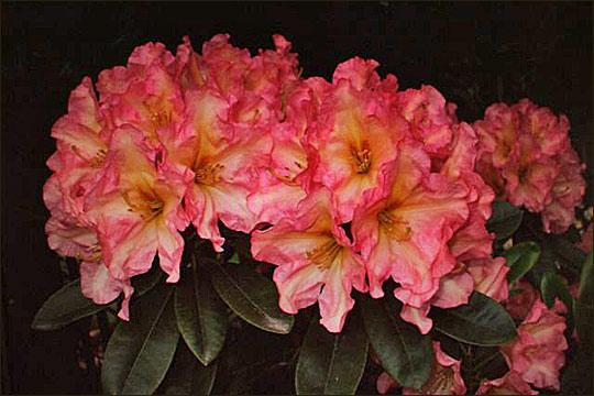 Rhododendron 'ashley Force' - View 1 from www redcrocus com