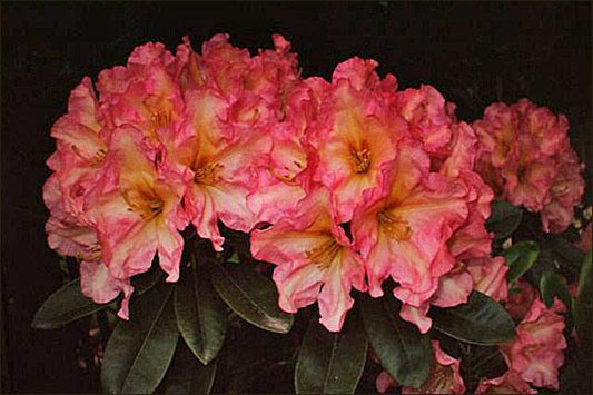 Rhododendron 'ashley Force' - View 1 from www redcrocus com