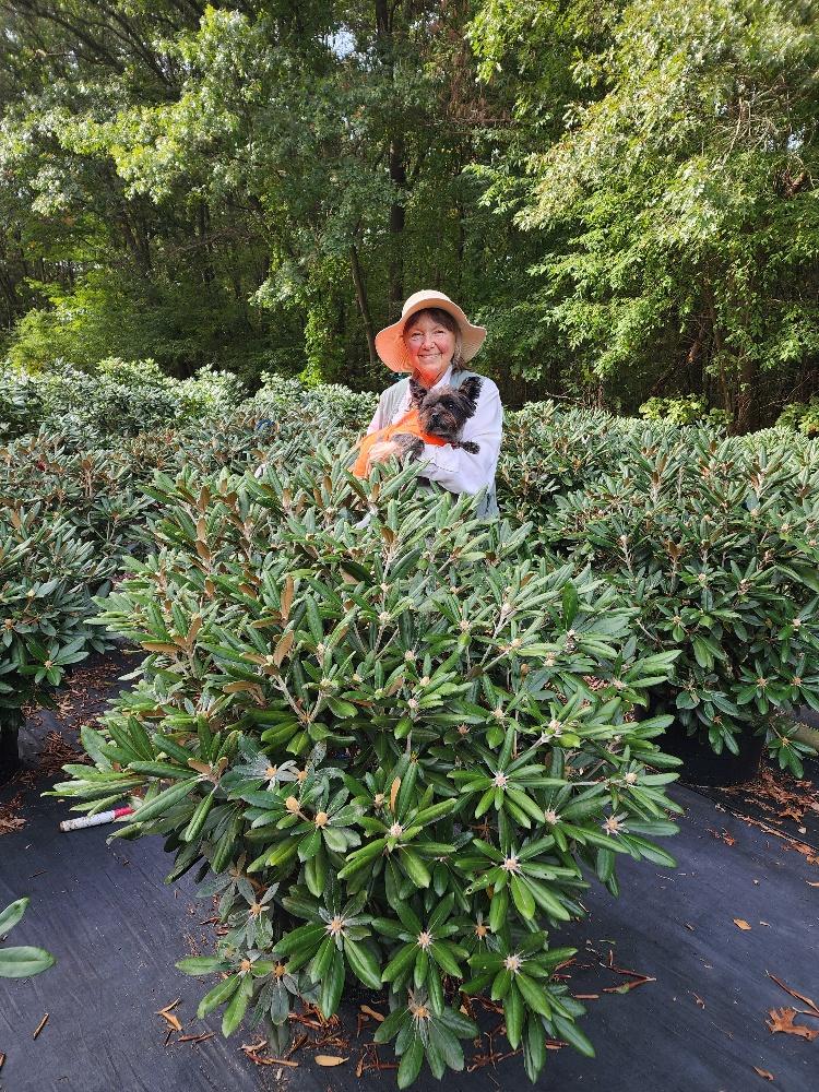 Rhododendron 'ashley Force' - View 24 from www redcrocus com