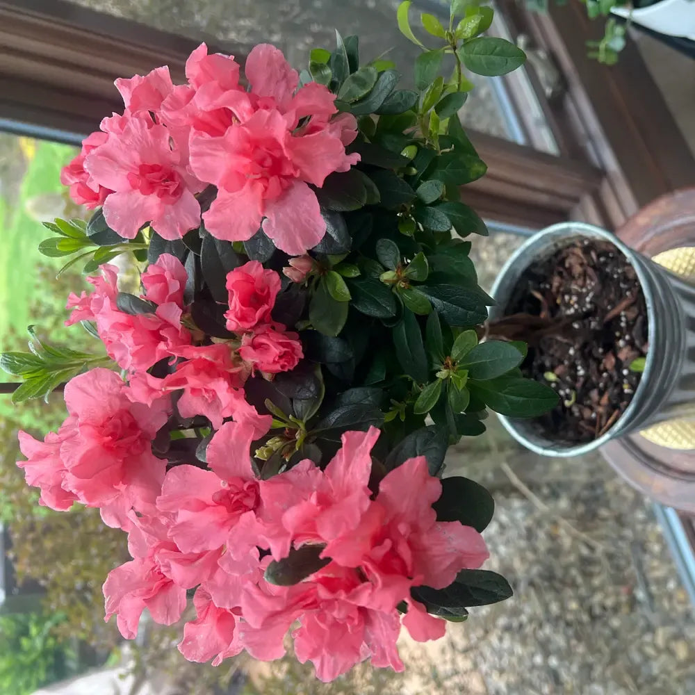 Rhododendron 'ashley Force' - View 3 from www redcrocus com