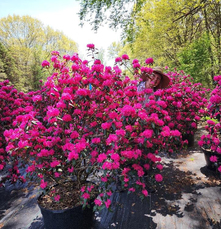 Rhododendron 'ashley Force' - View 4 from www redcrocus com