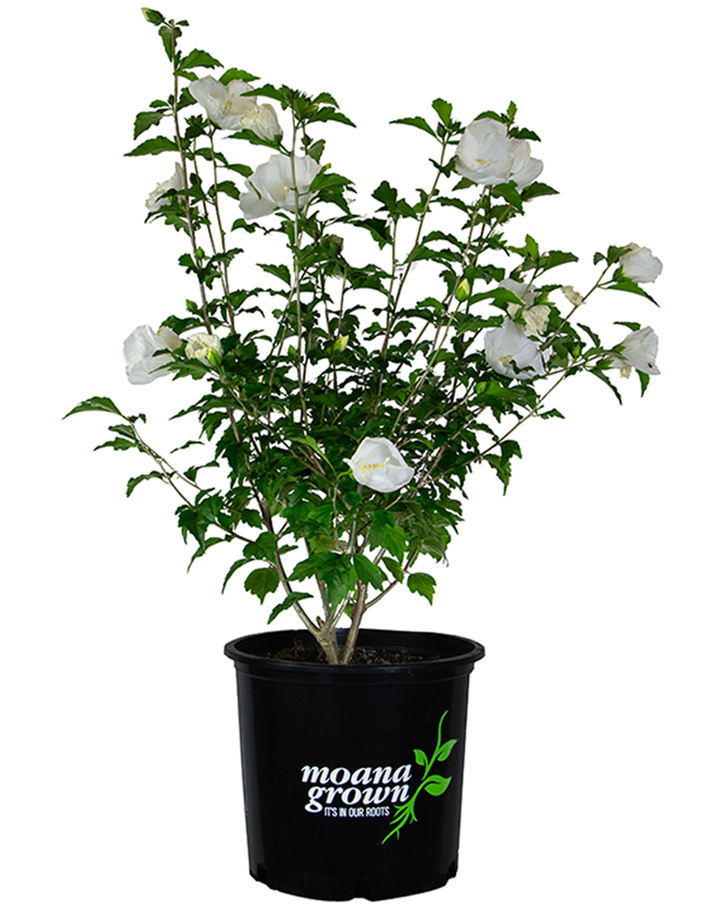 Hibiscus Syriacus 'diana' - View 14 from www redcrocus com