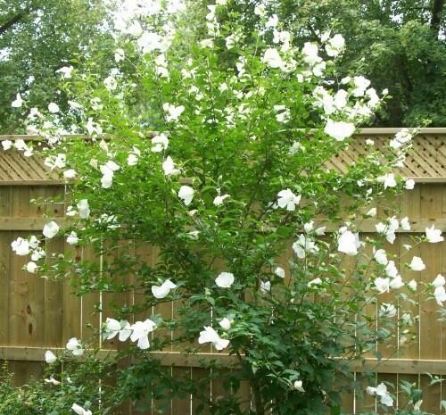 Hibiscus Syriacus 'diana' - View 23 from www redcrocus com
