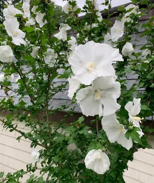 Hibiscus Syriacus 'diana' - View 24 from www redcrocus com