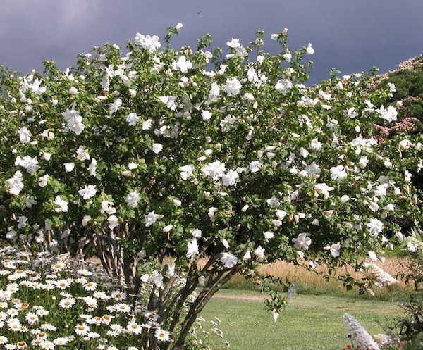 Hibiscus Syriacus 'diana' - View 25 from www redcrocus com