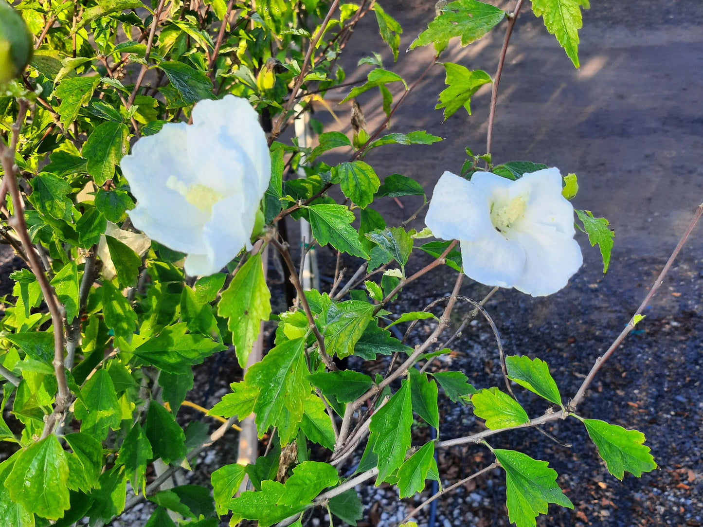 Hibiscus Syriacus 'diana' - View 36 from www redcrocus com