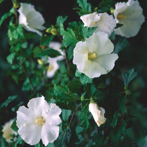 Hibiscus Syriacus 'diana' - View 6 from www redcrocus com