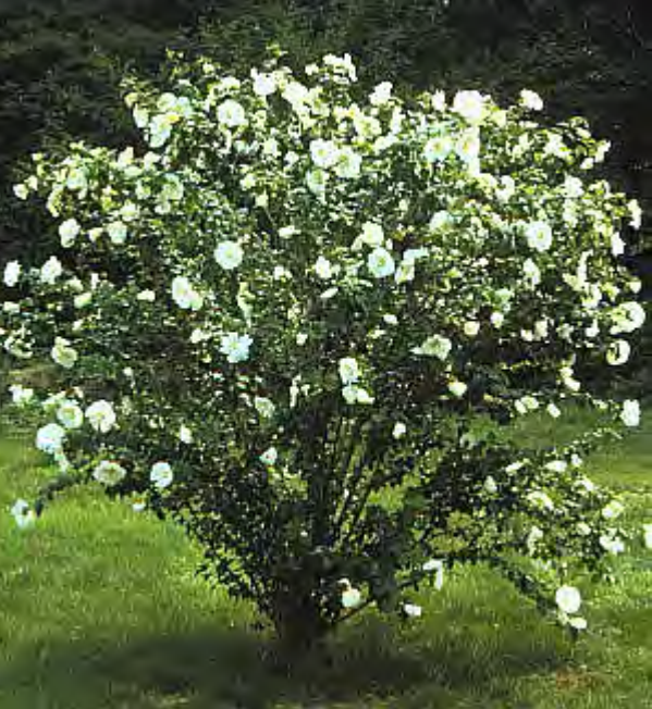 Hibiscus Syriacus 'diana' - View 7 from www redcrocus com