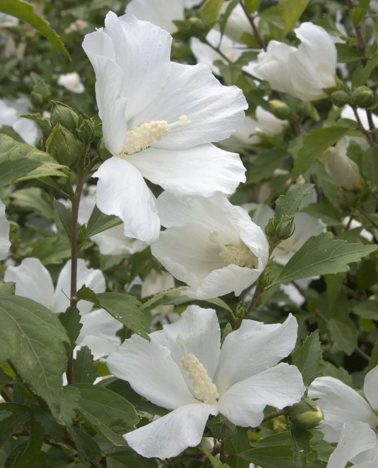Hibiscus Syriacus 'diana' - View 8 from www redcrocus com