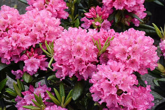 Rhododendron 'haaga' - View 10 from www redcrocus com