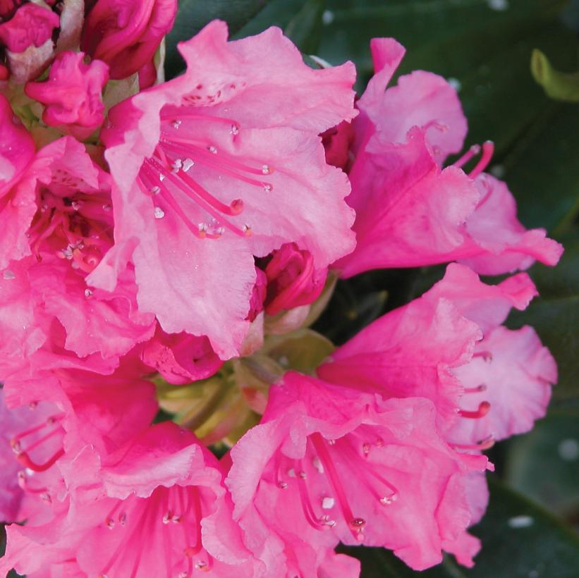 Rhododendron 'haaga' - View 11 from www redcrocus com
