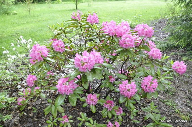 Rhododendron 'haaga' - View 12 from www redcrocus com