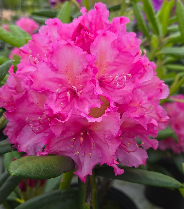 Rhododendron 'haaga' - View 13 from www redcrocus com