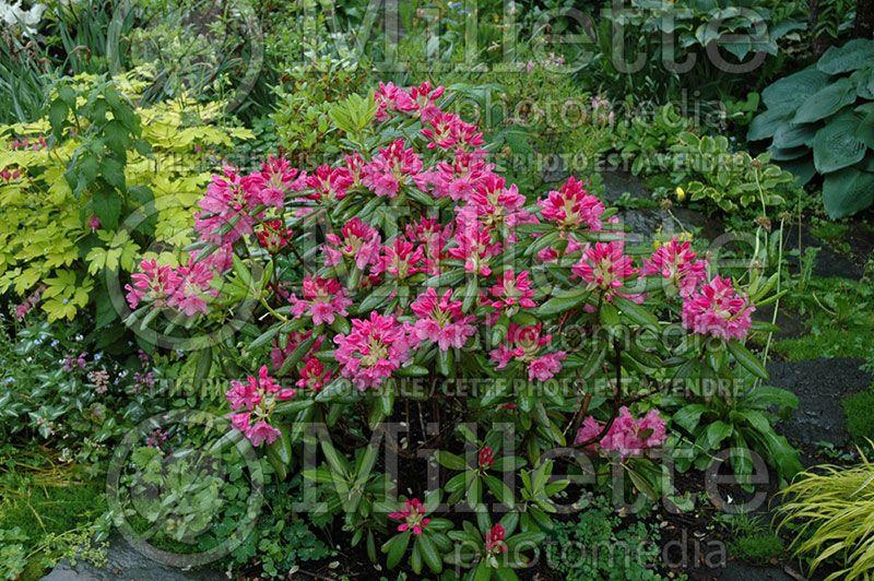 Rhododendron 'haaga' - View 14 from www redcrocus com