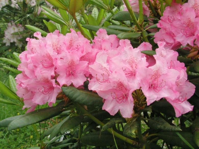 Rhododendron 'haaga' - View 15 from www redcrocus com