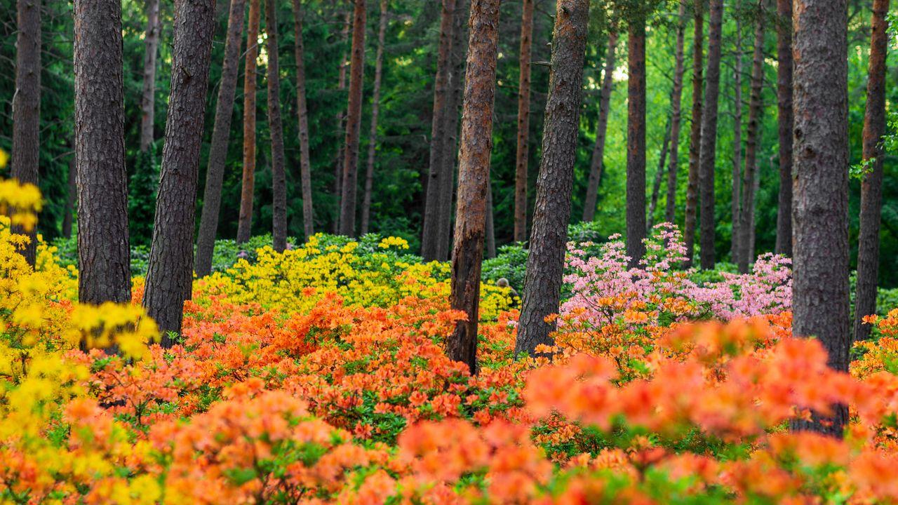 Rhododendron 'haaga' - View 16 from www redcrocus com