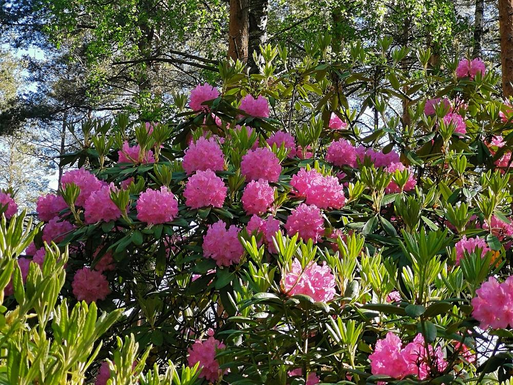 Rhododendron 'haaga' - View 17 from www redcrocus com
