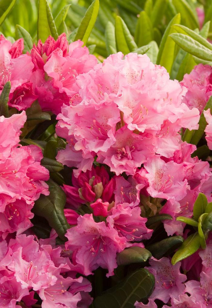 Rhododendron 'haaga' - View 18 from www redcrocus com