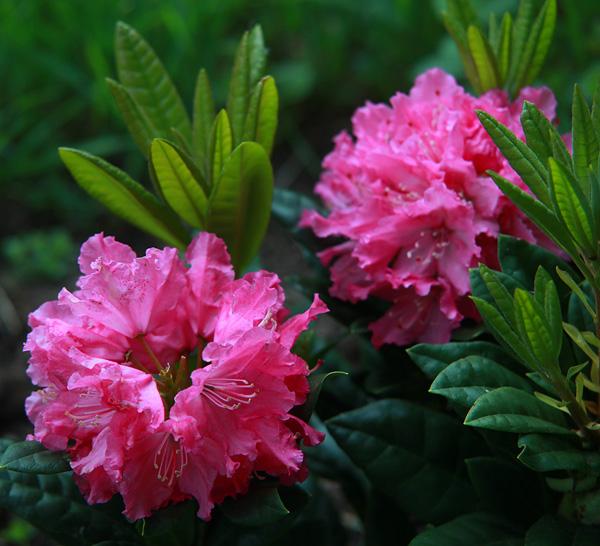 Rhododendron 'haaga' - View 20 from www redcrocus com