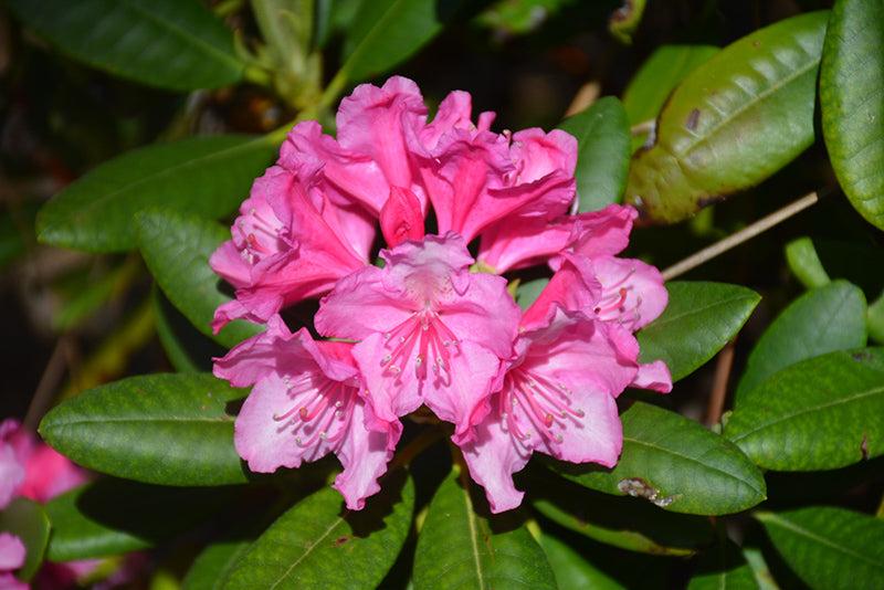 Rhododendron 'haaga' - View 22 from www redcrocus com