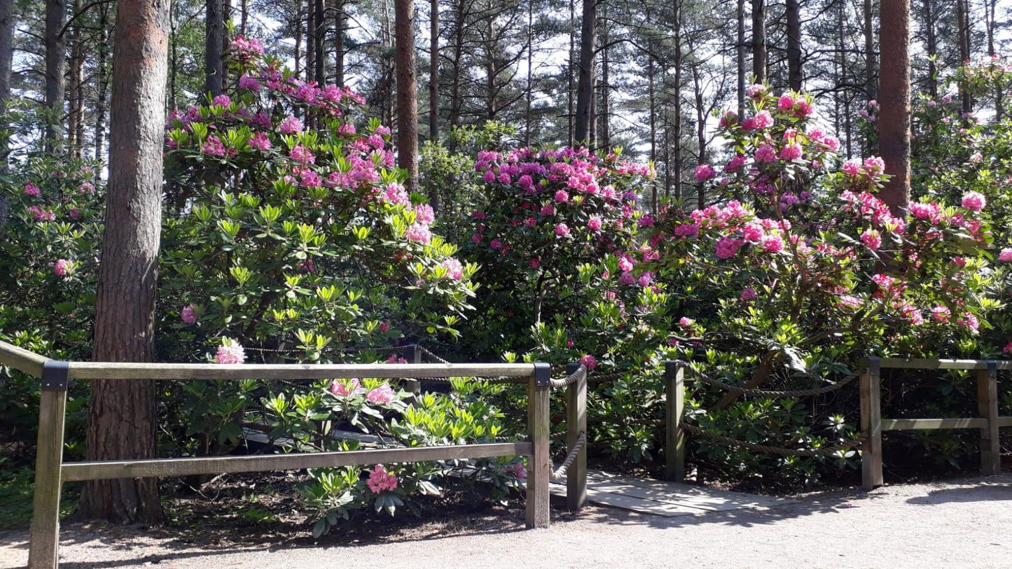 Rhododendron 'haaga' - View 23 from www redcrocus com