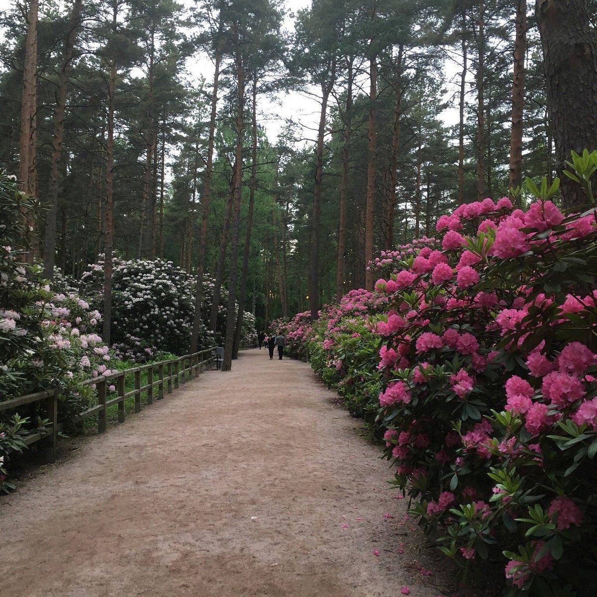 Rhododendron 'haaga' - View 24 from www redcrocus com