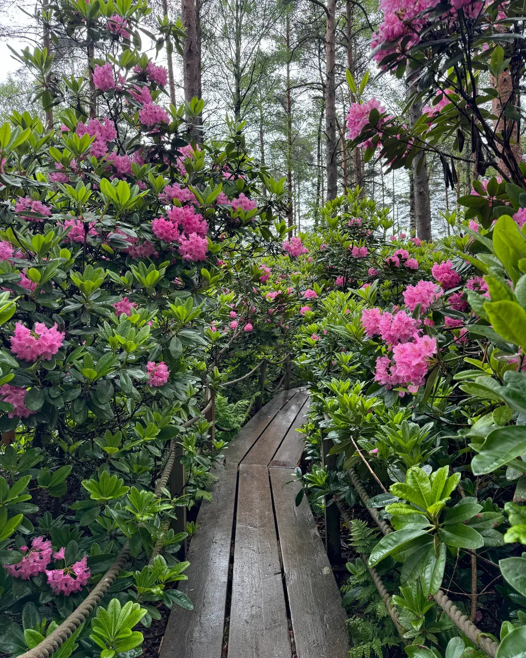 Rhododendron 'haaga' - View 26 from www redcrocus com