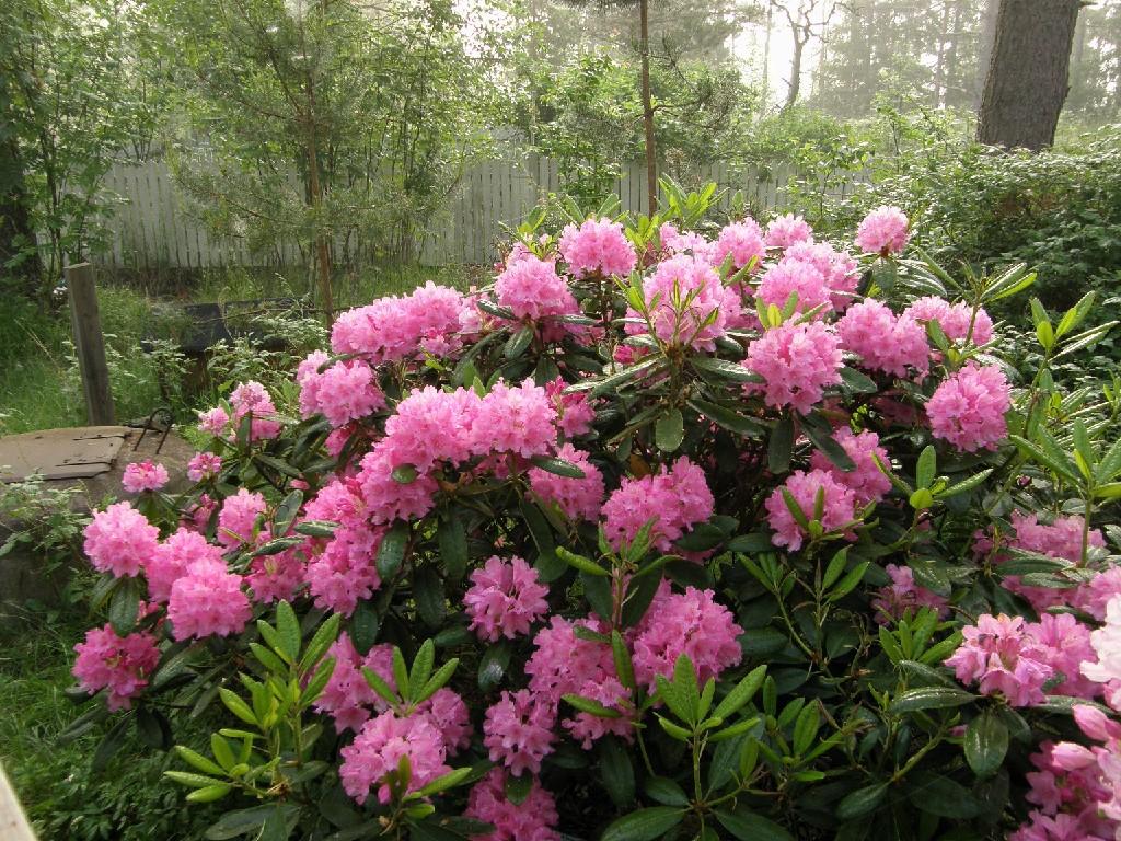 Rhododendron 'haaga' - View 27 from www redcrocus com
