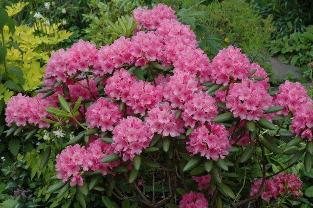 Rhododendron 'haaga' - View 28 from www redcrocus com