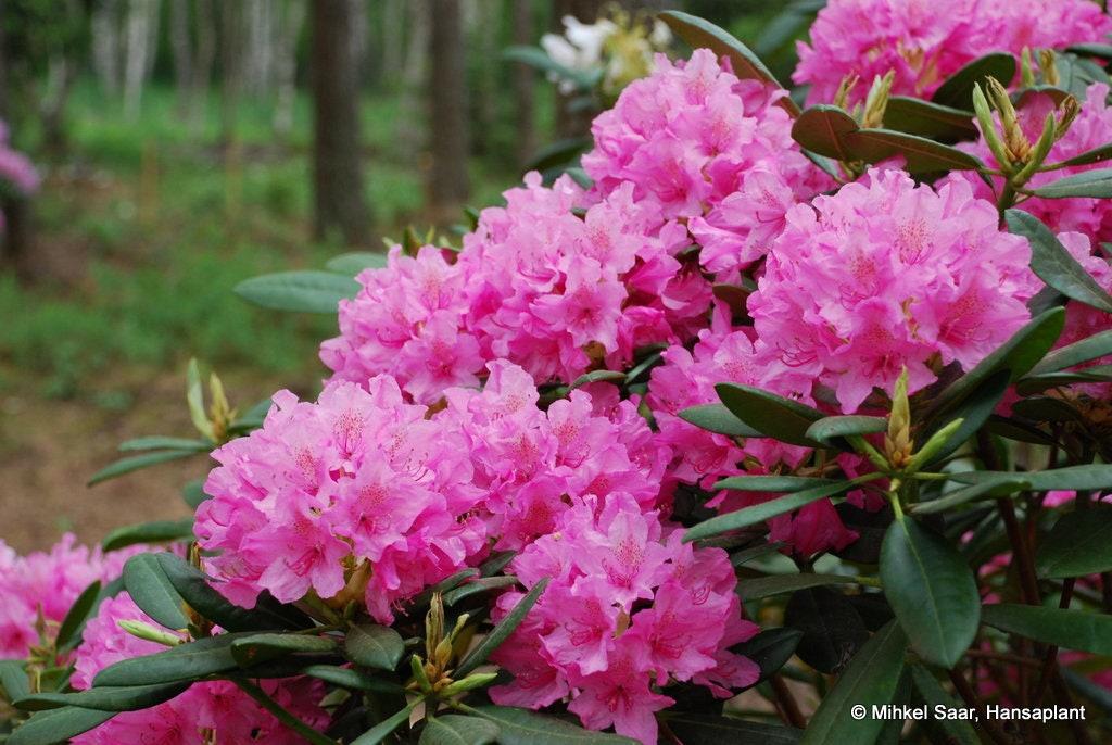Rhododendron 'haaga' - View 29 from www redcrocus com
