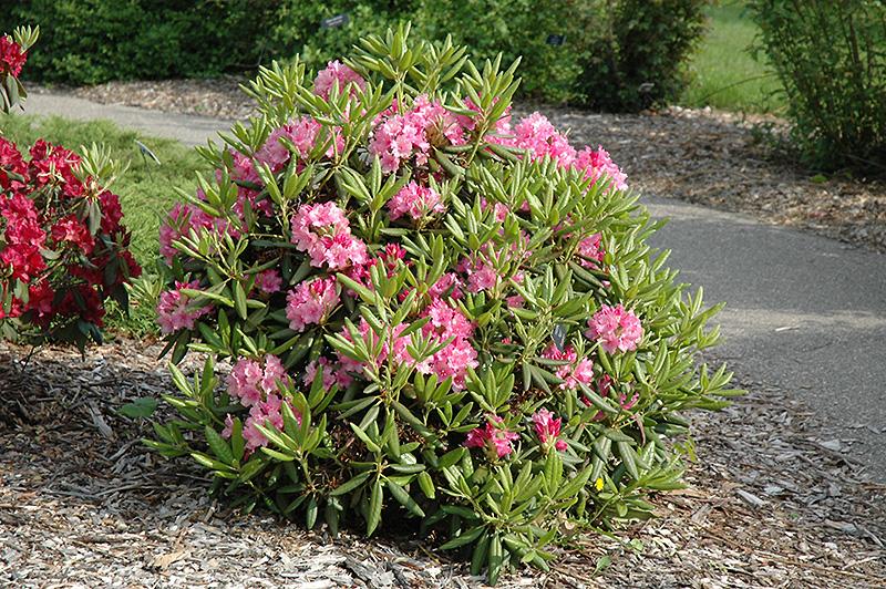 Rhododendron 'haaga' - View 2 from www redcrocus com