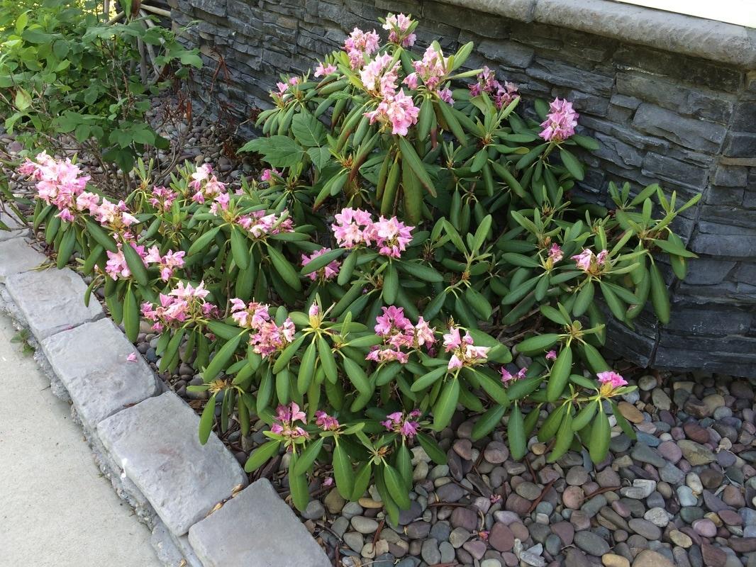 Rhododendron 'haaga' - View 32 from www redcrocus com